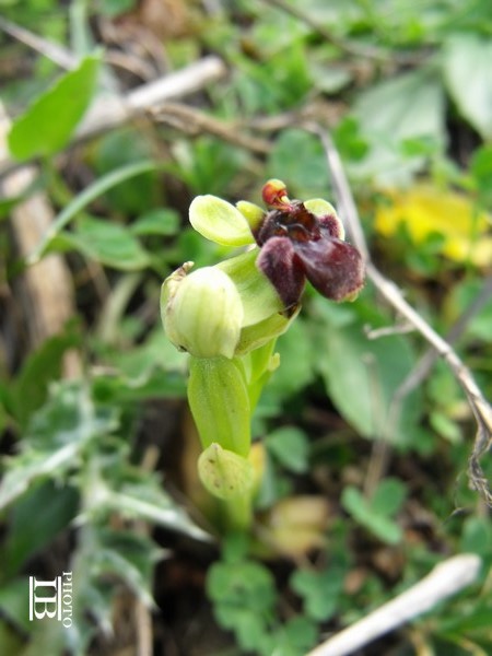 Ophrys bombyliflora