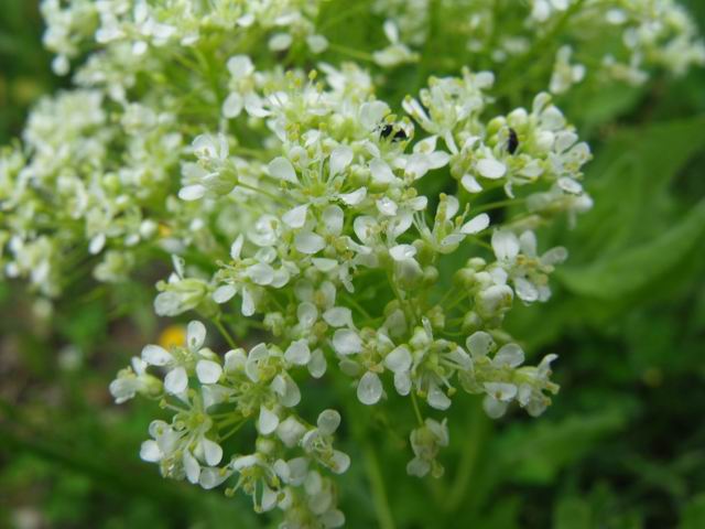 Cardaria draba (Brassicaceae)