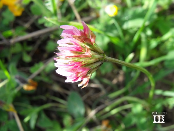 Trifolium bivonae / Trifoglio di Bivona