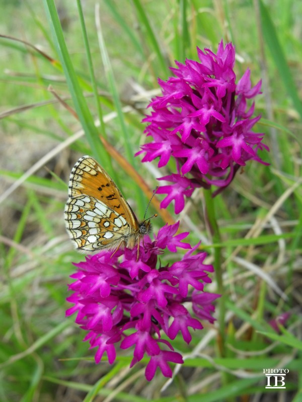 Da determinare - Melitaea athalia