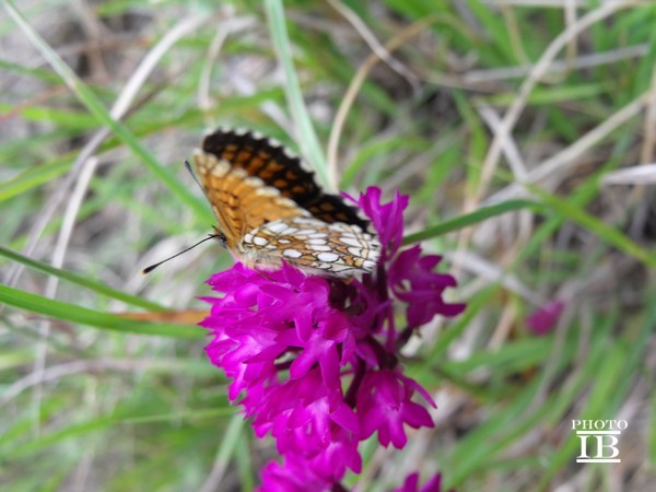 Da determinare - Melitaea athalia