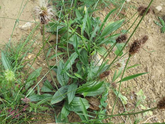 Plantago lanceolata (forma vivipara)