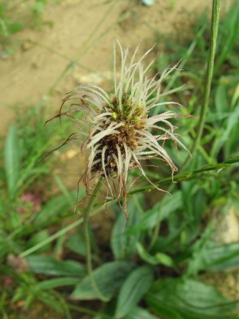 Plantago lanceolata (forma vivipara)