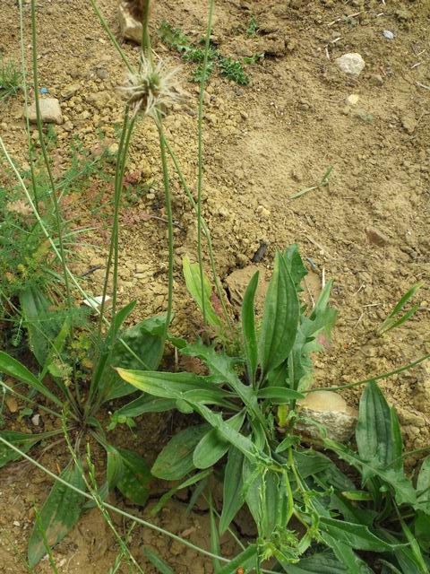 Plantago lanceolata (forma vivipara)