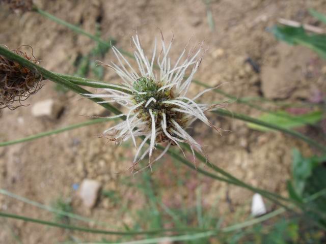 Plantago lanceolata (forma vivipara)