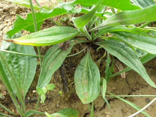 Plantago lanceolata (forma vivipara)