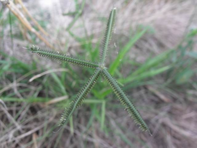 Dactyloctenium aegyptium / Gramigna egiziana