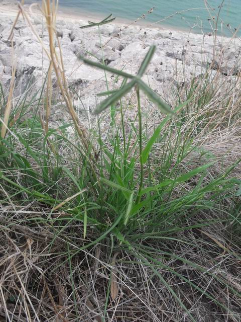 Dactyloctenium aegyptium / Gramigna egiziana