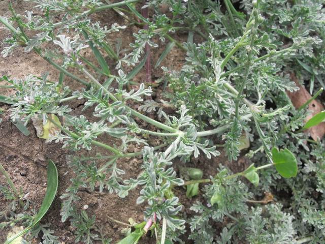 Verbena supina / Verbena minore