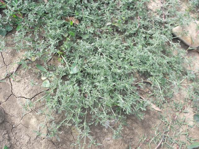 Verbena supina / Verbena minore