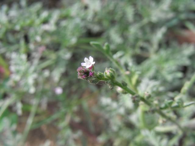 Verbena supina / Verbena minore