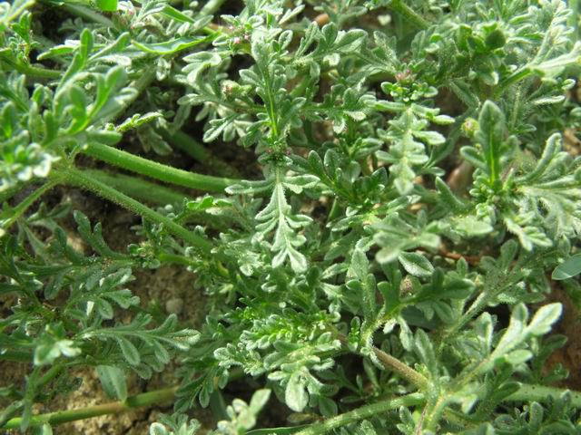 Verbena supina / Verbena minore