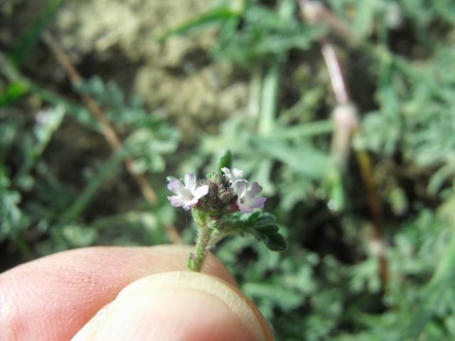 Verbena supina / Verbena minore