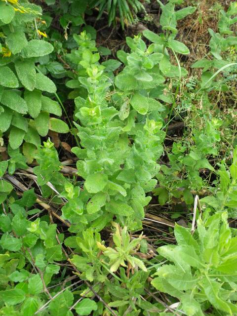 Mentha suaveolens