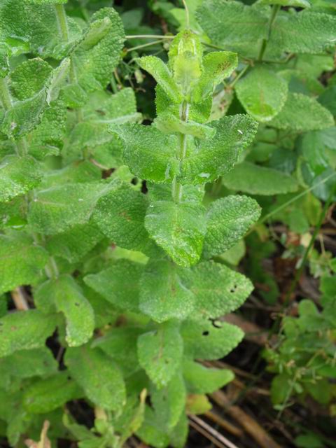 Mentha suaveolens