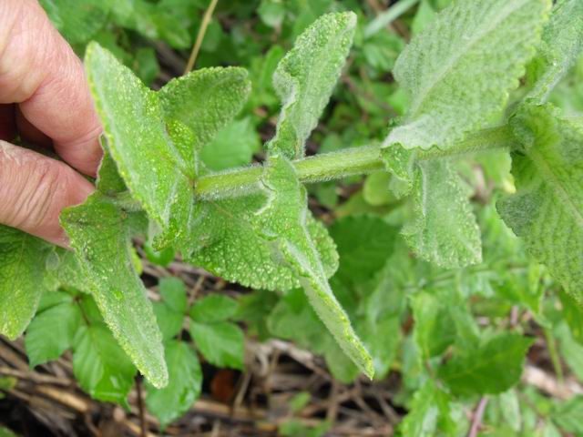 Mentha suaveolens