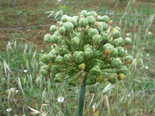 Allium nigrum / Aglio maggiore