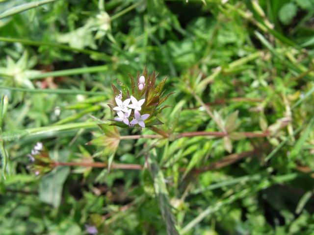 Sherardia arvensis (Rubiaceae)