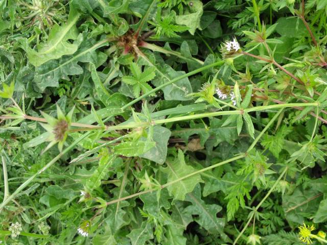 Sherardia arvensis (Rubiaceae)