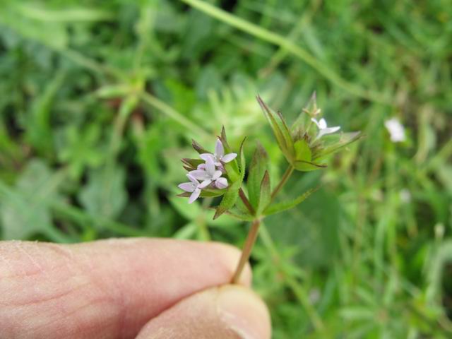 Sherardia arvensis (Rubiaceae)