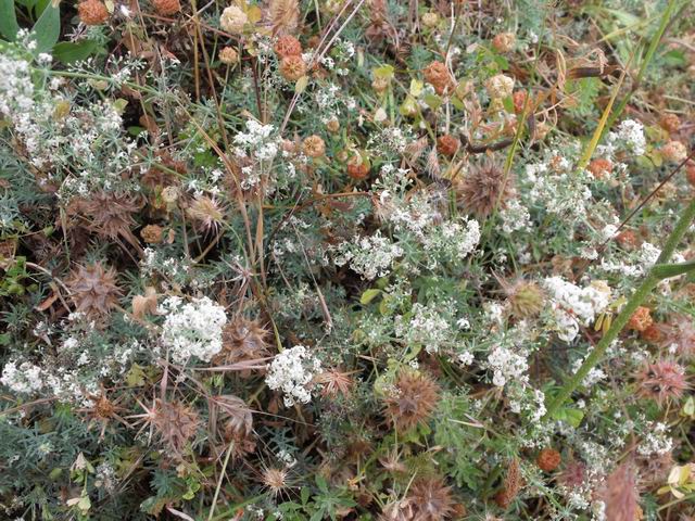 Galium pallidum J. Presl & C. Presl