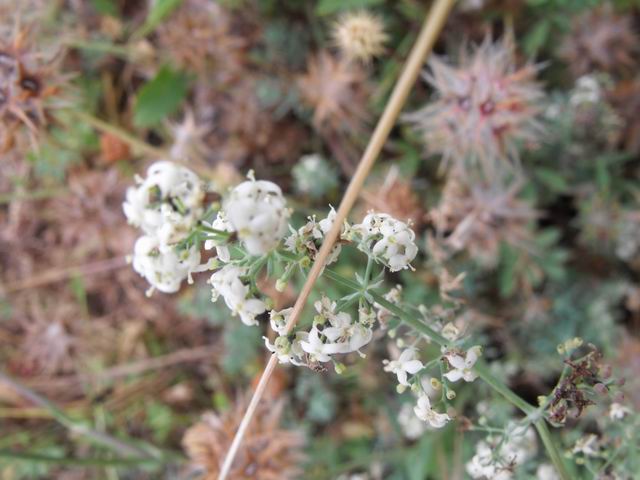 Galium pallidum J. Presl & C. Presl