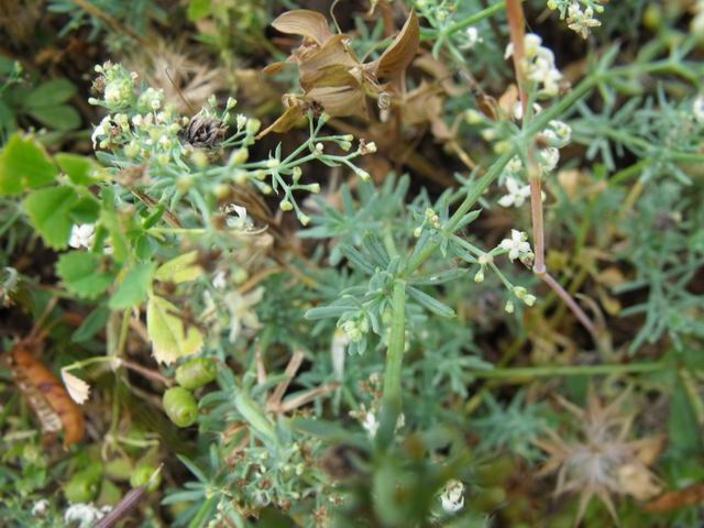 Galium pallidum J. Presl & C. Presl