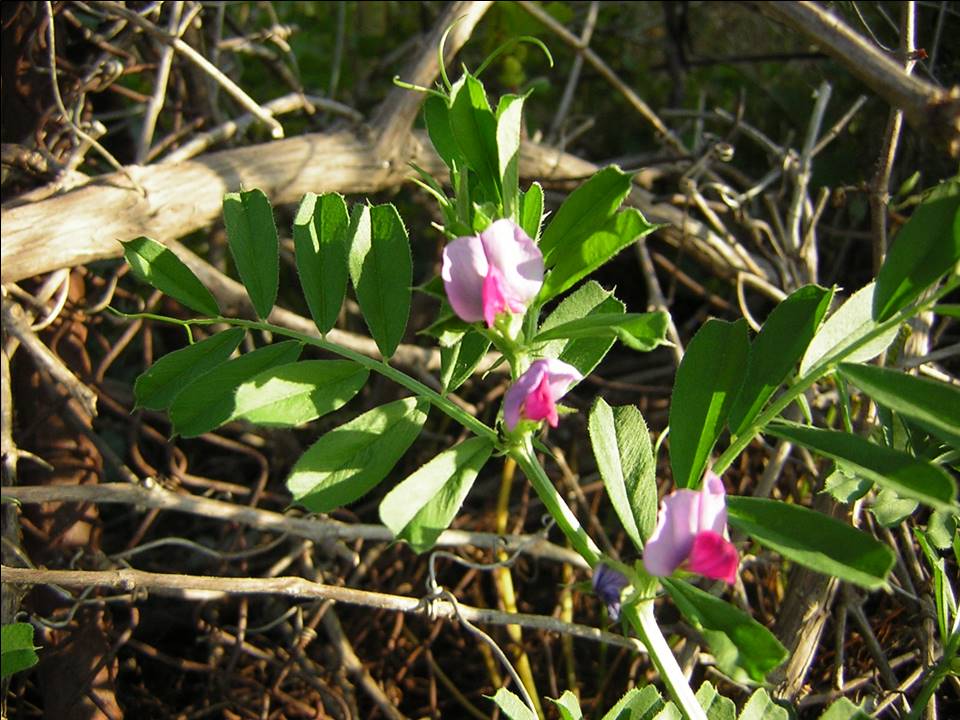 Vicia sativa s.l.