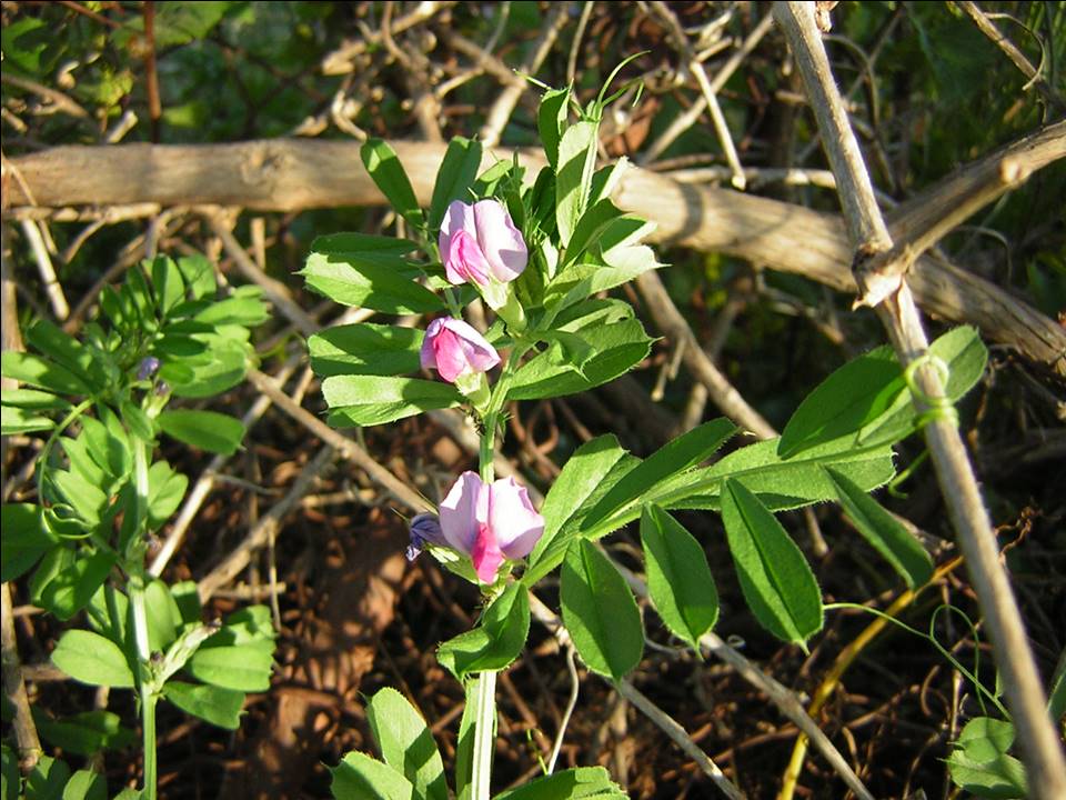 Vicia sativa s.l.