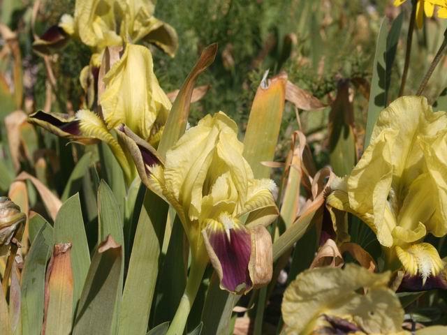 cfr. Iris pseudopumila