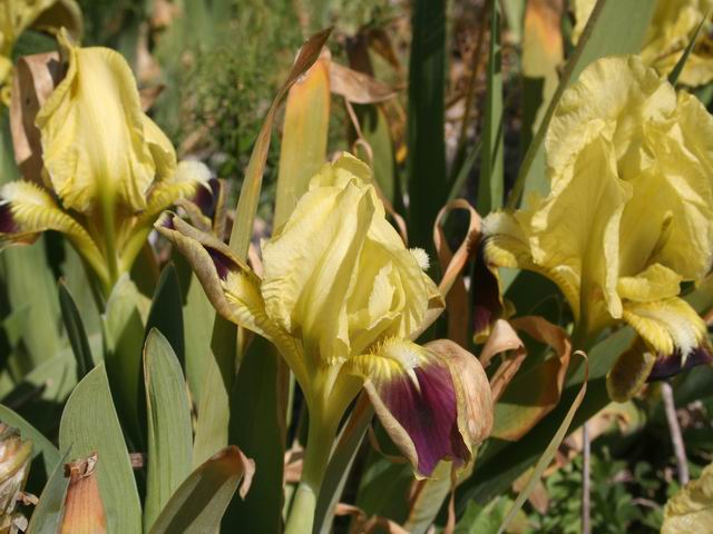 cfr. Iris pseudopumila