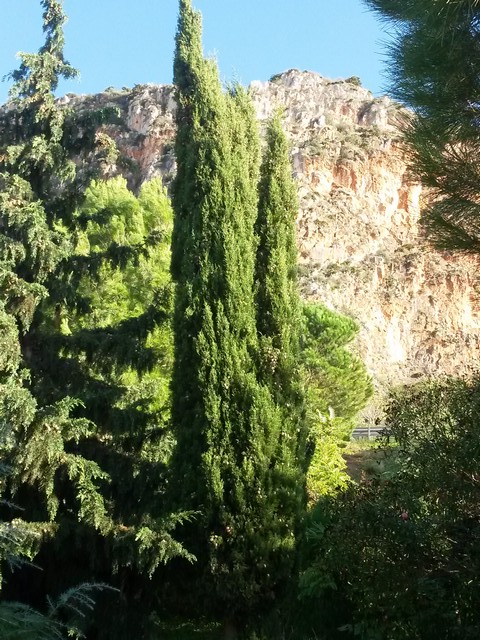 Cupressus sempervirens