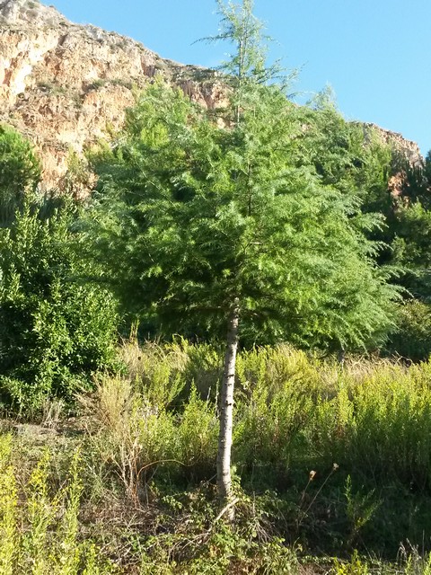 Cedrus deodara