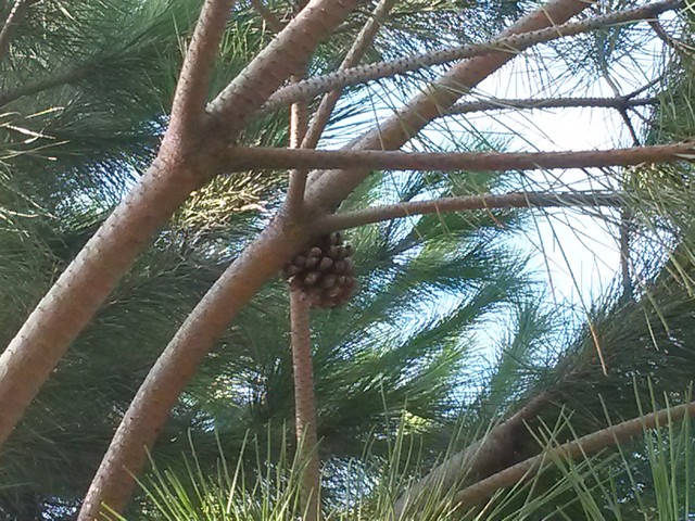 Pinus pinea / Pino da pinoli