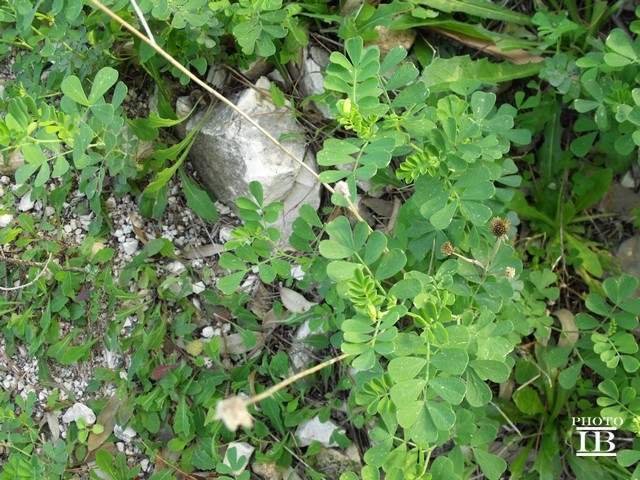 cfr. Coronilla valentina  (Fabaceae)