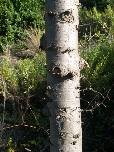 Cedrus deodara