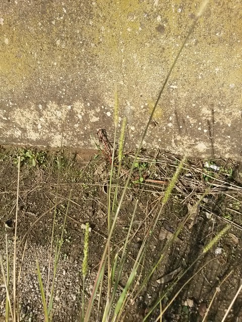 Setaria parviflora