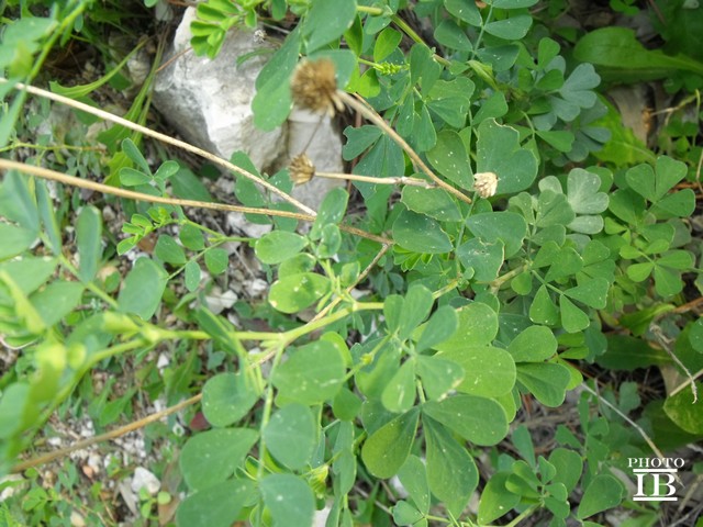 cfr. Coronilla valentina  (Fabaceae)