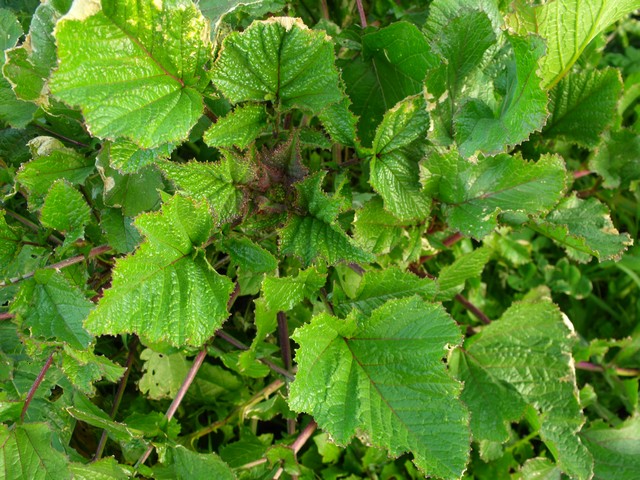 Brassica nigra (Brassicaceae)