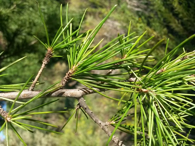 Cedrus deodara