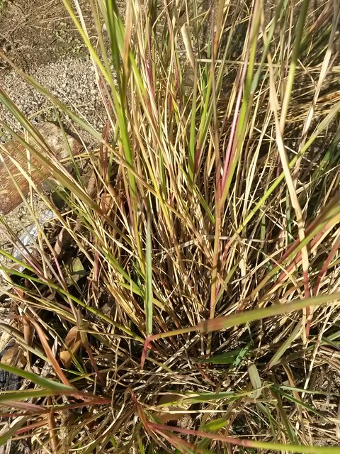 Setaria parviflora