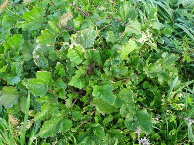 Brassica nigra (Brassicaceae)