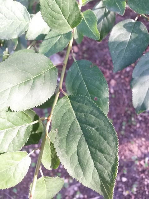 Prunus cerasifera