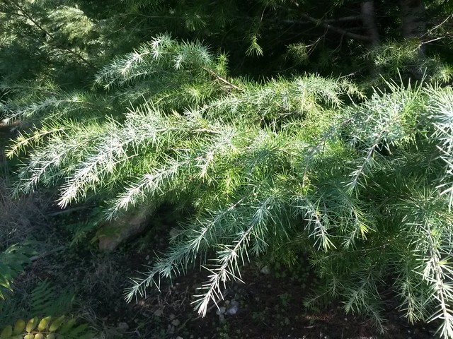 Cedrus deodara