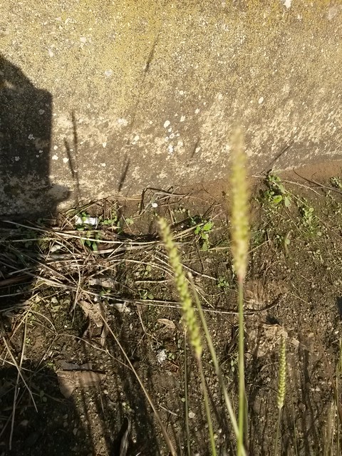 Setaria parviflora