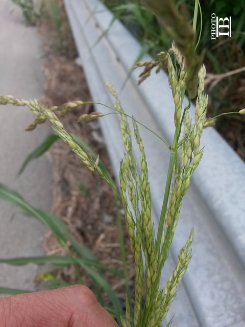 Sorghum halepense