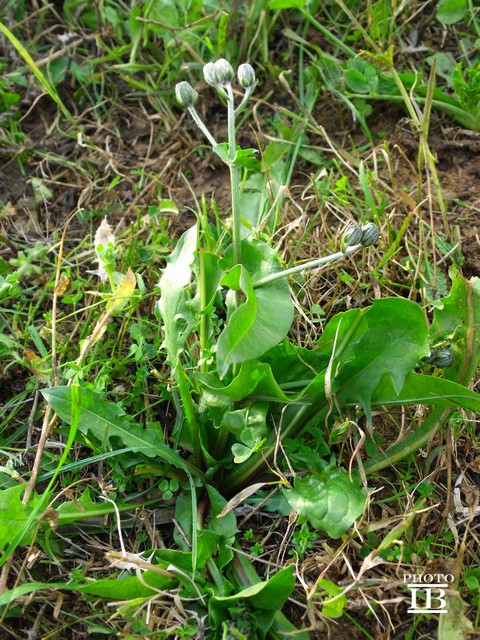 Crepis vesicaria / Radicchiella vescicosa