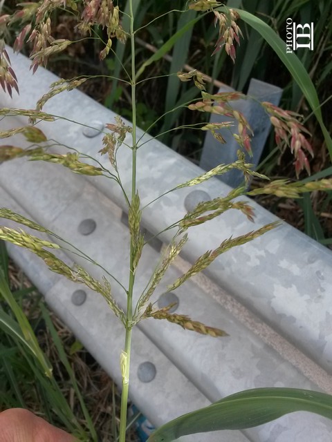 Sorghum halepense