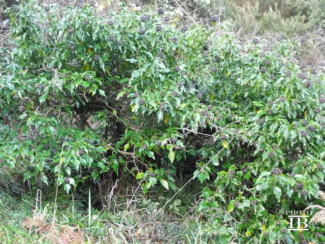 Hedera helix