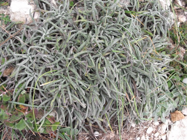 Onosma echioides subsp. canescens (=O.canescens) /  Viperina canescente